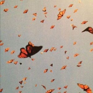 Meet your Posher, Lily